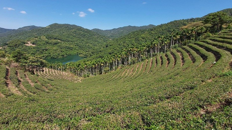 八卦茶園旁有一觀景平台，可以眺覽附近的茶園風光及北勢溪的風景。走在產業道路上，沿途欣賞附近的茶園風光。遠處有北勢溪的碧波湖色做為襯托，茶園景色優美如畫。
